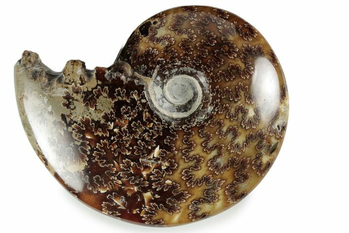 Polished Ammonite (Cleoniceras) Fossil - Madagascar #358454